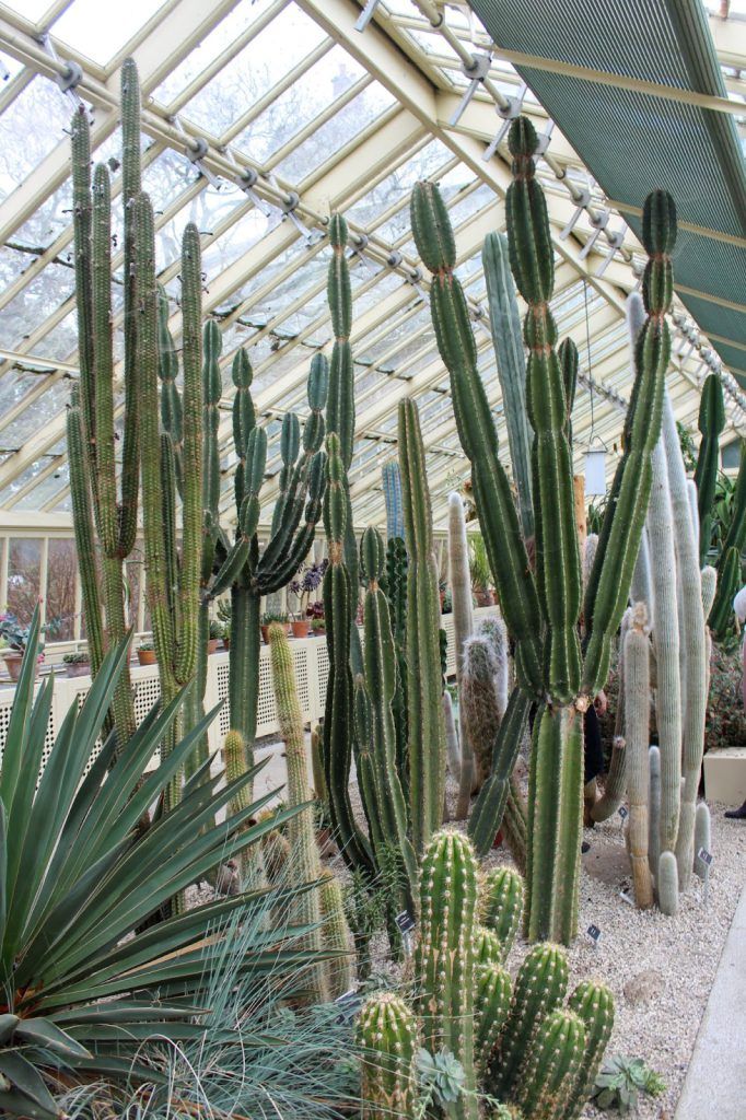 Cactus au jardin botanique de Dublin