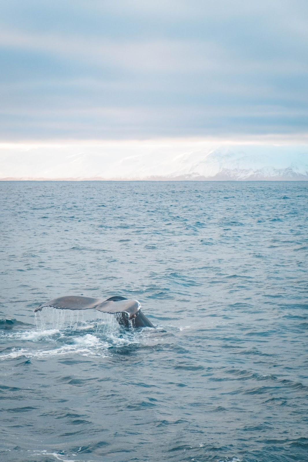 Queue de baleine en Islande