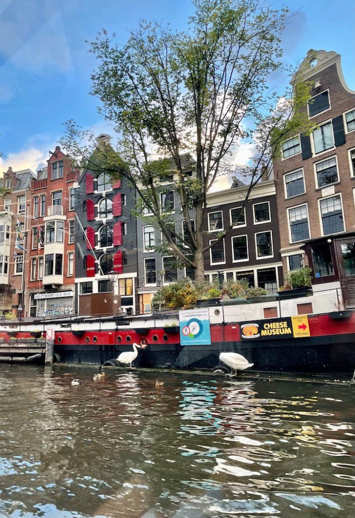 Oies et canards au bord des canaux d'Amsterdam