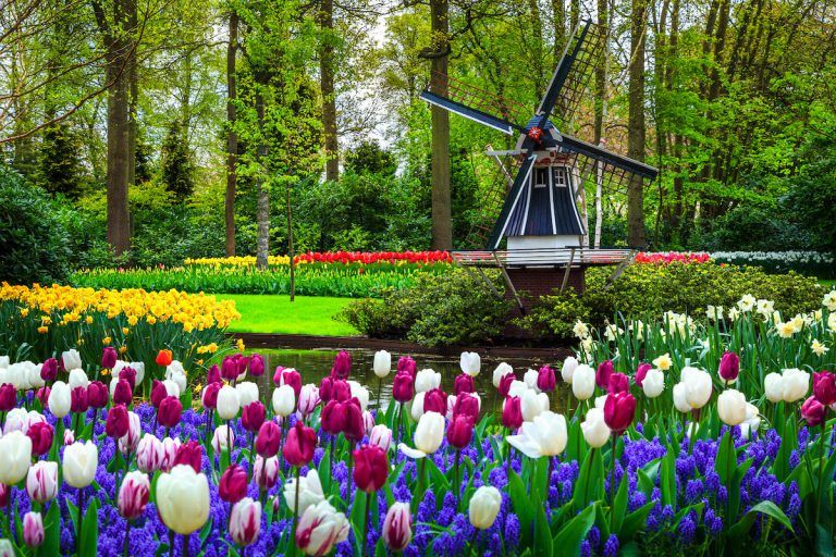Parc printanier de tulipes Keukenhof à Amsterdam