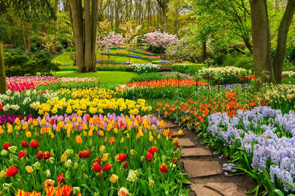 Parc printanier Keukenhof à Amsterdam