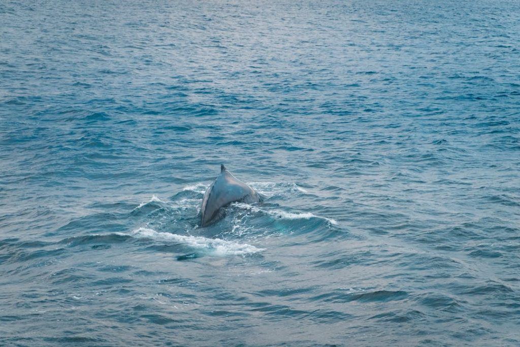 Observation de baleines en Islande