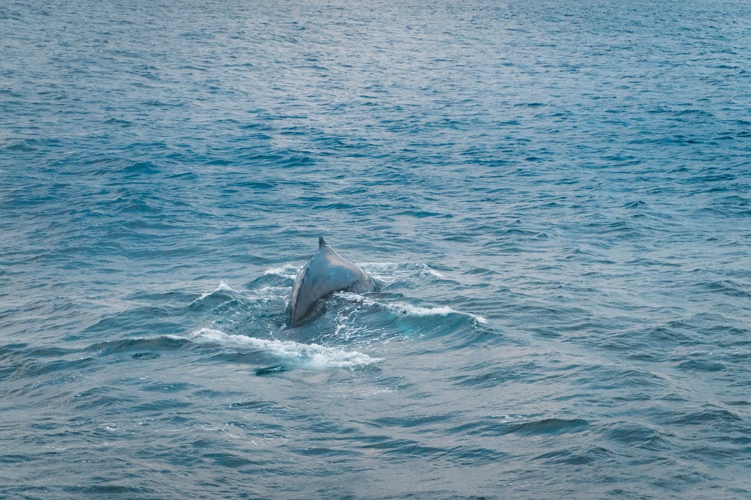 Observation de baleines en Islande