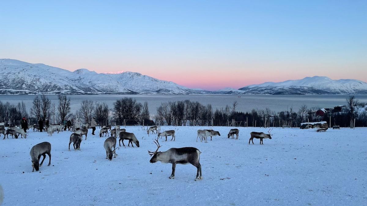 Alimentation des rennes et découverte de la culture Sami à Tromsø en Norvège