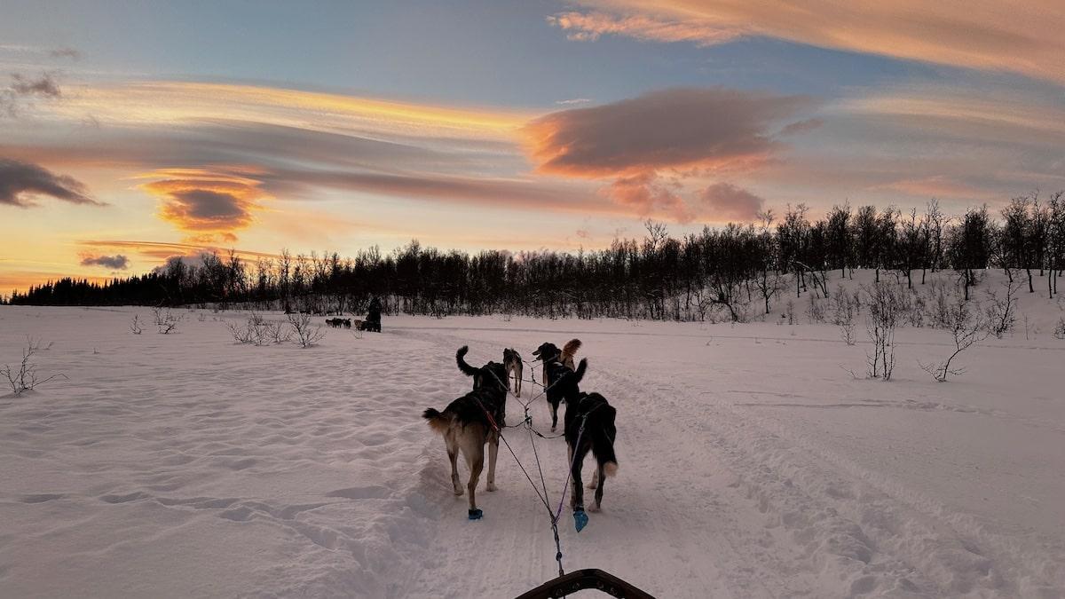 Aventure en chiens de traineaux à Tromsø en Norvège
