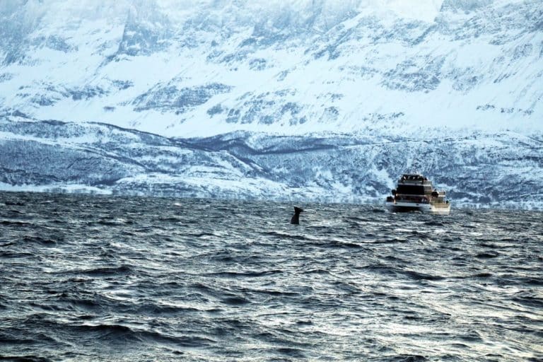 Observation d'une baleine à Skjervoy en Norvège