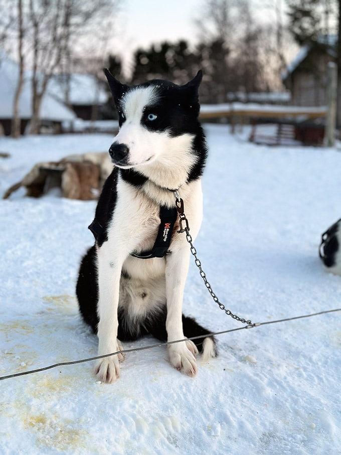 Husky à Tromso