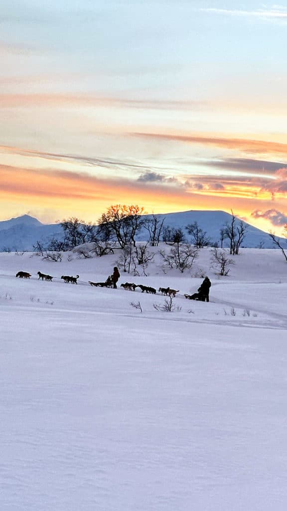 Excursion chiens de traineau en Norvège