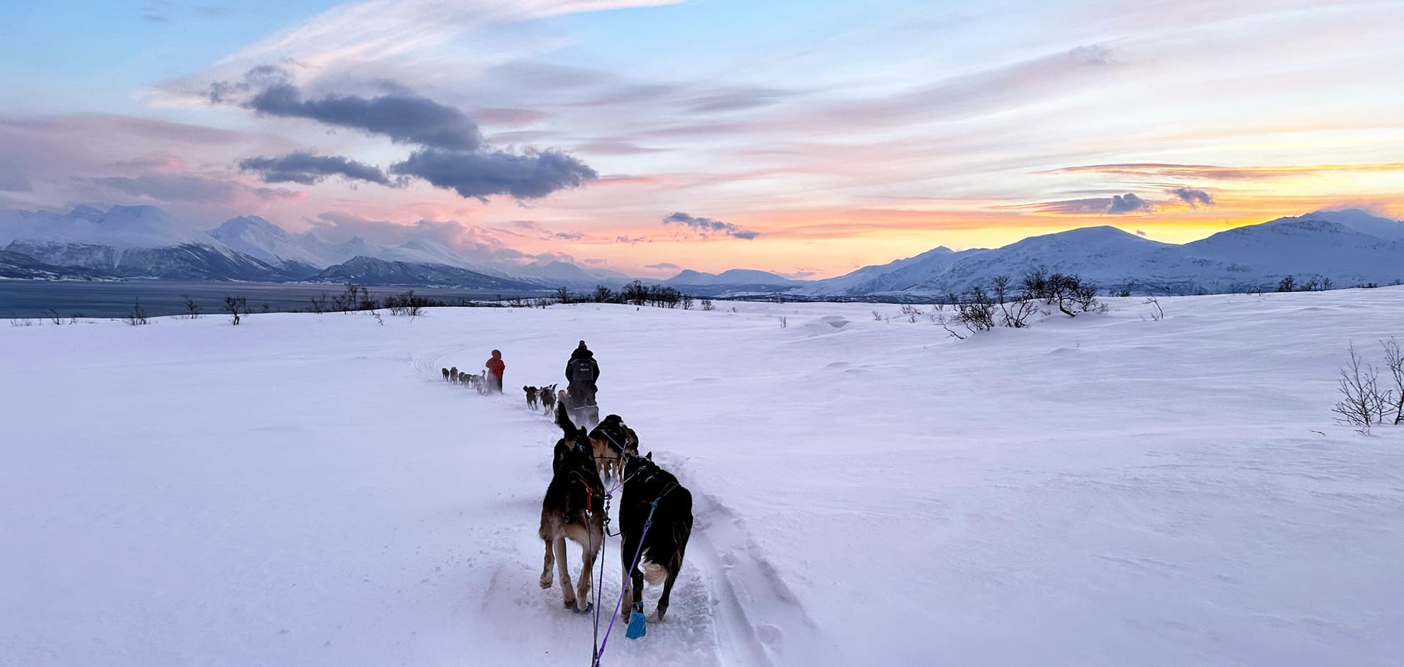 Chiens de traineau à Tromsø en Norvège