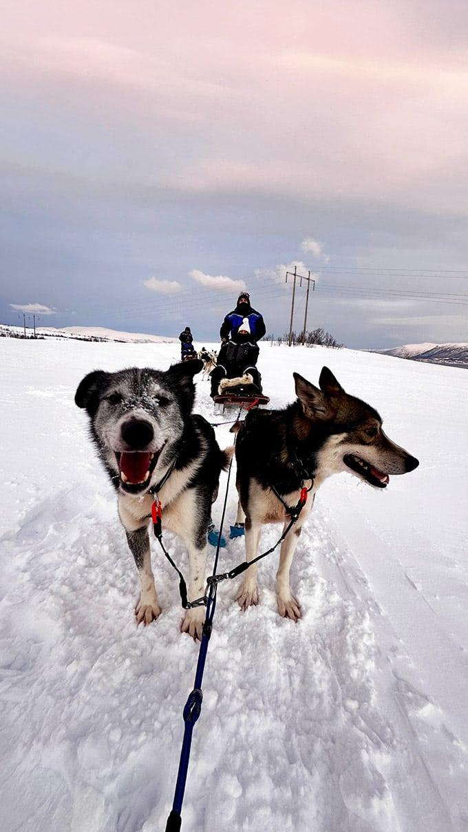 Huskies qui tirent un traineau à Tromso