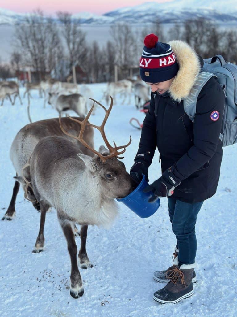 Nourrissage des rennes, activité incontournable à Tromso en Norvège