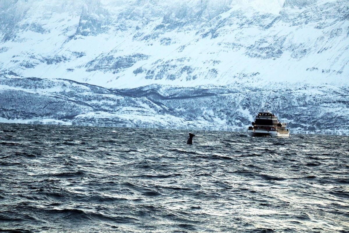 Baleine observée lors d'une excursion en bateau dans les fjords norvégien à Tromso