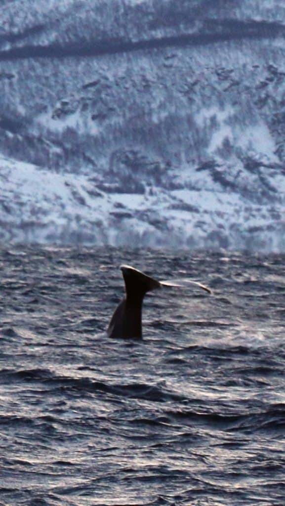 Queue de baleine observée dans les fjords norvégien à Tromso