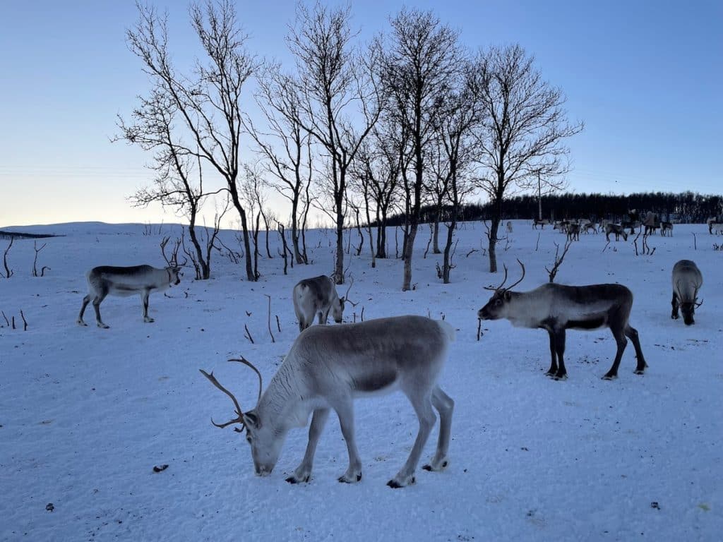 Quelques rennes dans la neige à Tromso en Norvège