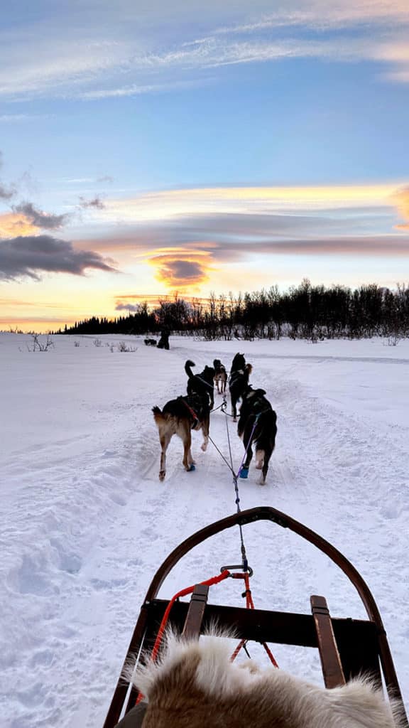 Balade en chiens de traineau à Tromso