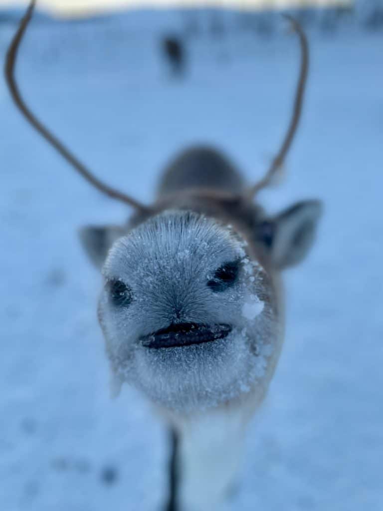 Truffe d'un renne à Tromso en Norvège