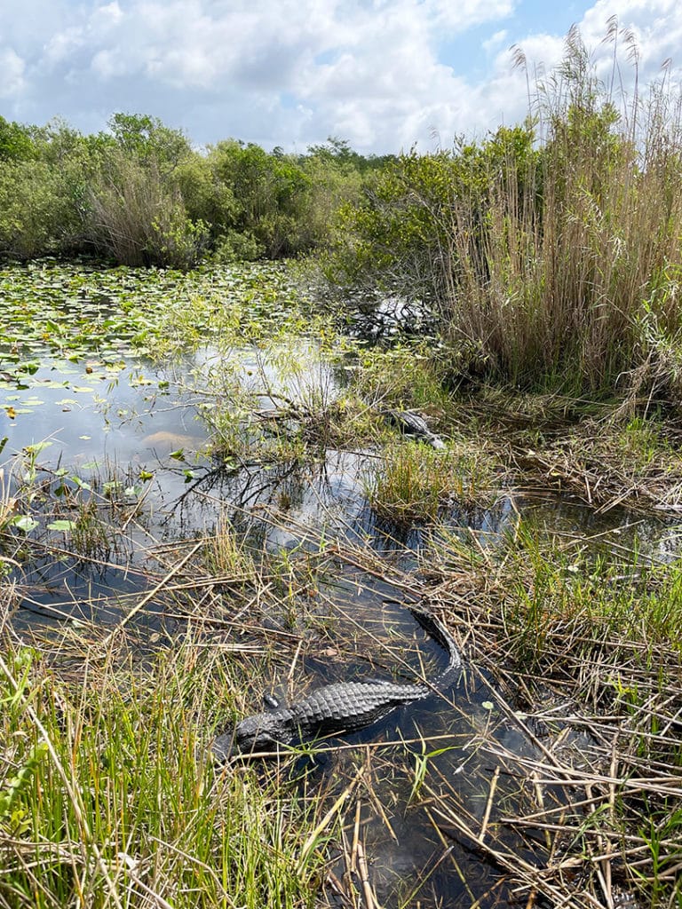 Aligator aux Everglades près de Miami en Floride