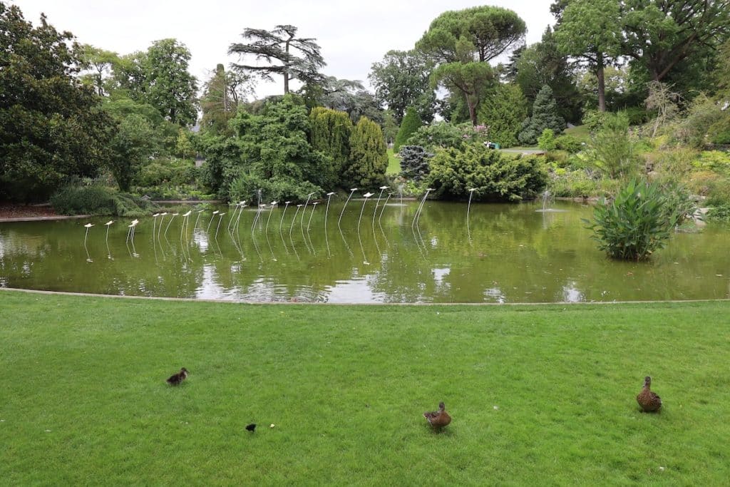 Etang du jardin des plantes à Angers
