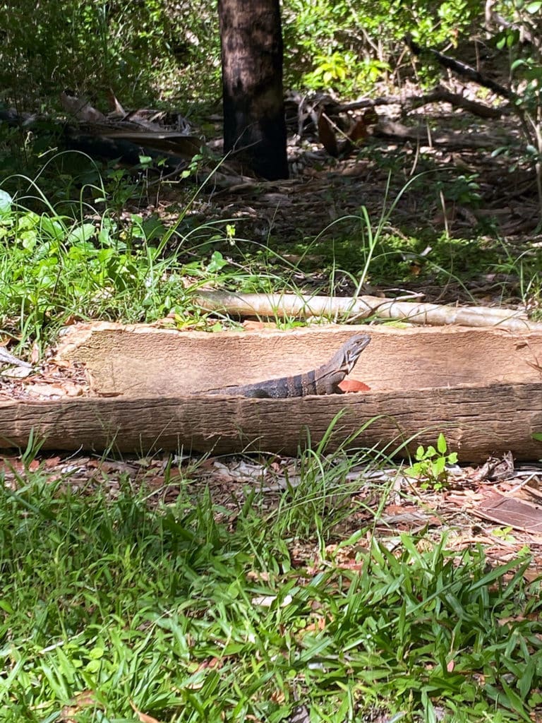 Iguane à Key Biscayne - Miami Floride