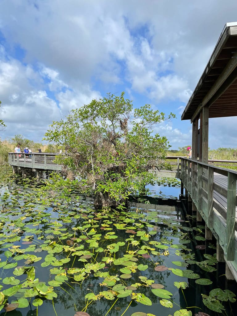 Marécages du parc naturel des Everglades à Miami