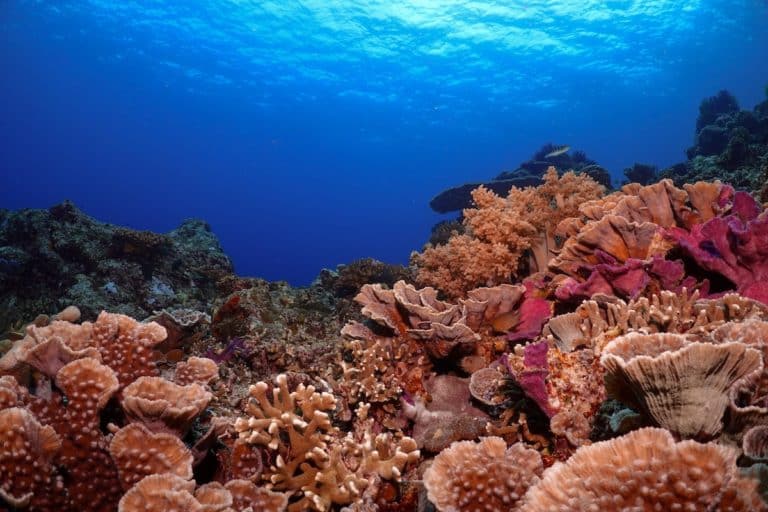 Coraux de la réserve Cousteau en Guadeloupe