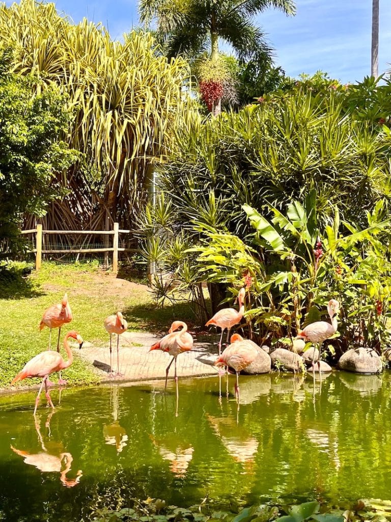 Flamands roses au jardin botanique de Deshaies