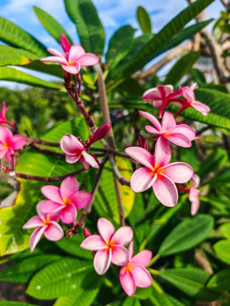 Fleurs du jardin botanique de Deshaies en Guadeloupe