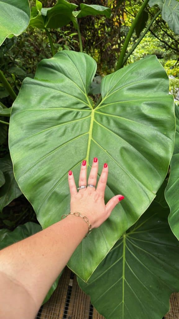 Taille d'une fougère comparée à une main en Guadeloupe