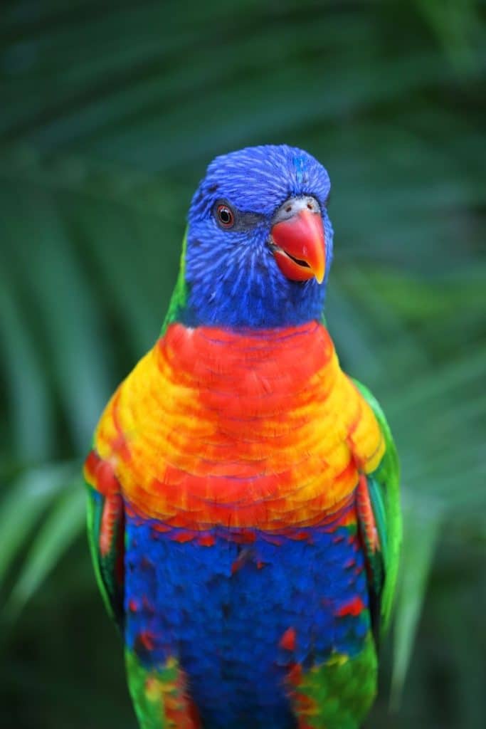 Perroquet coloré au jardin botanique de Deshaies en Guadeloupe