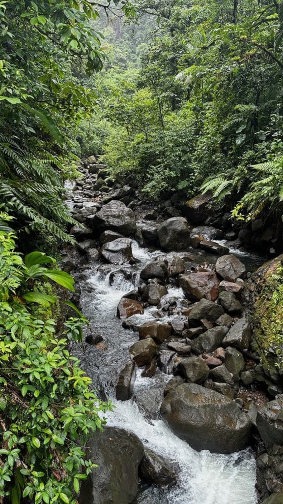 La foret tropicale et une cascade aux Chutes du Carbet en Guadeloupe