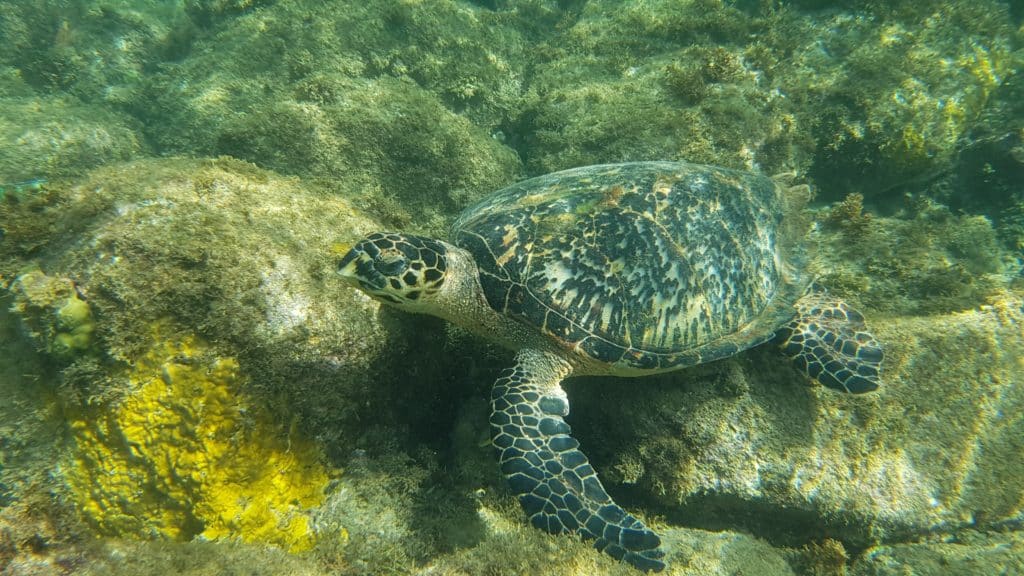 Tortue visible au niveau de la plage Malandure en Guadeloupe