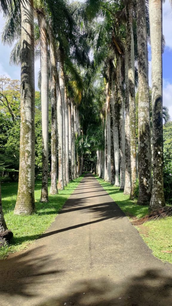 Allée au jardin de Pamplemousses