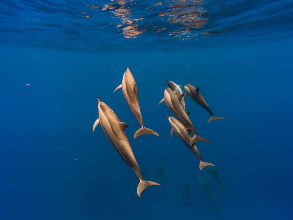 Dauphin long bec à l'île maurice