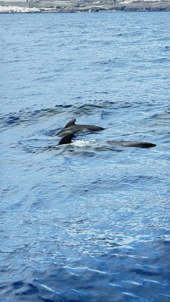 Observation des dauphins depuis le village Los Gigantes à Tenerife