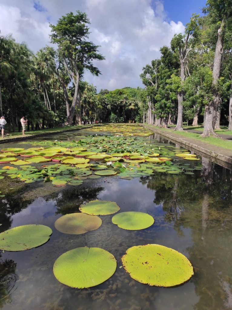 Nenuphar geant se trouvant au jardin botanique 