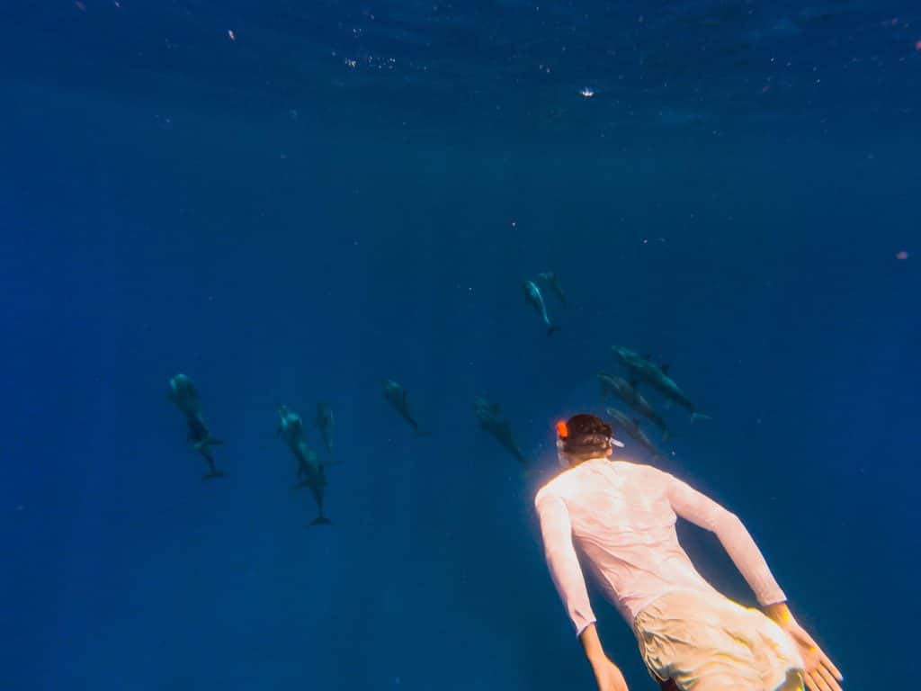 Nager avec les dauphins à l'île maurice